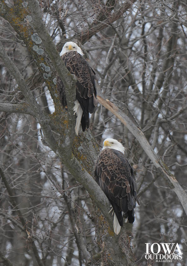 Travel to Bellevue, a pretty little village sandwiched between two bluffs on Lock and Dam No. 12 on the Upper Mississippi River, a picturesque haven that’s teeming with bald eagles | Iowa Outdoors magazine